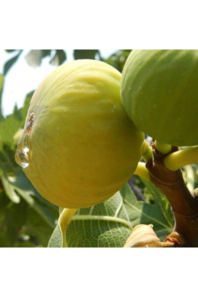 mutbirlik Tüplü Beyaz Ballı Incir Fidanı