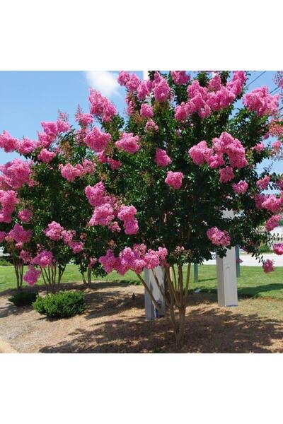 mutbirlik Tüplü Pembe Çiçekli Oya Ağacı Fidanı-5 Adet