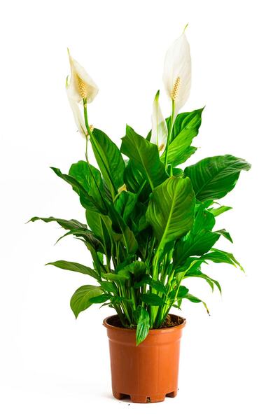 Genel Markalar Barış Çiçeği Spathiphyllum 30-50 cm Arası