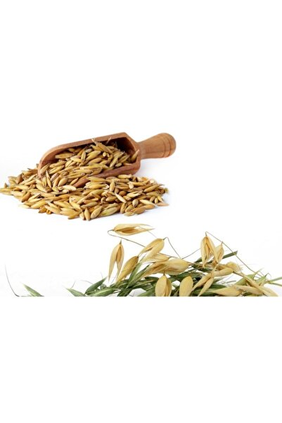 Doğalsan Tarım Yulaf 1 Kg Tane Yulaf Doğal Yulaf Katkısız Yulaf Tohumu