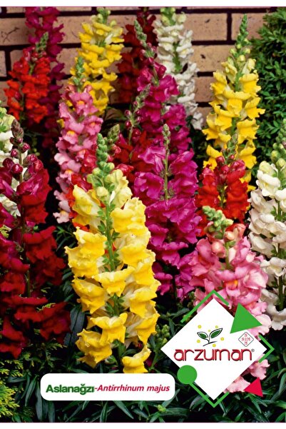 Arzuman Aslanağzı (antirrhinum Majus) Çiçek Tohumu 100 Adet