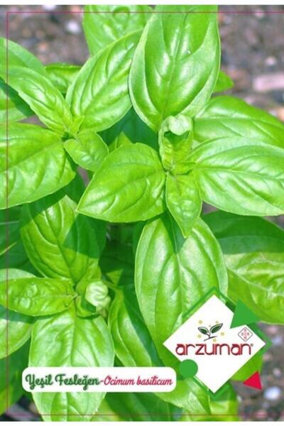 Arzuman Tohum Arzuman Geniş Yaprak Yeşil Fesleğen Sebze Tohumu