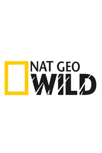 Melek Pazarı 2 Pieces - 15 X 5.5 Cm Nat Geo Wild Auto Sticker, Car Sticker
