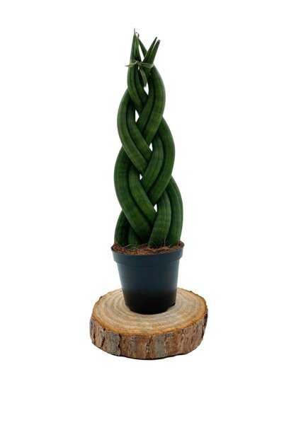 NADİR KAKTÜS Örgülü Sansevieria Cylindrica (örgülü Paşa Kılıcı)