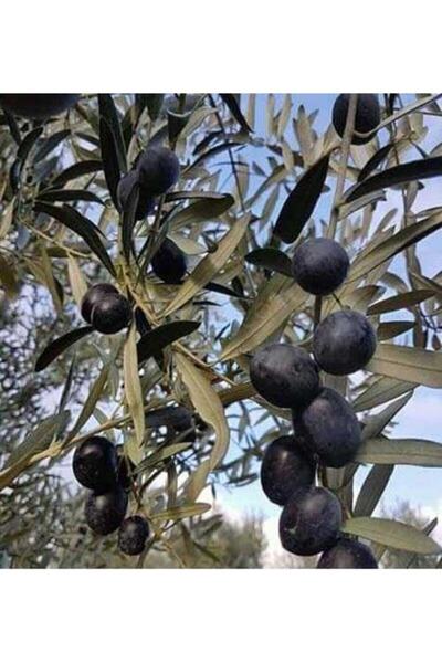 Ucuzluk Diyarı ( Tirilye ) Zeytin Fidanı Tüplü 2 Yaş 1metre Boy 10 Adet Gemlik