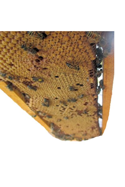 Sezer Arıcılık Erkek Gözlü Petek