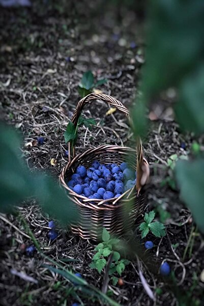 Genel Markalar Mürdüm Erik Kurusu Çekirdeksiz 1000 gr.
