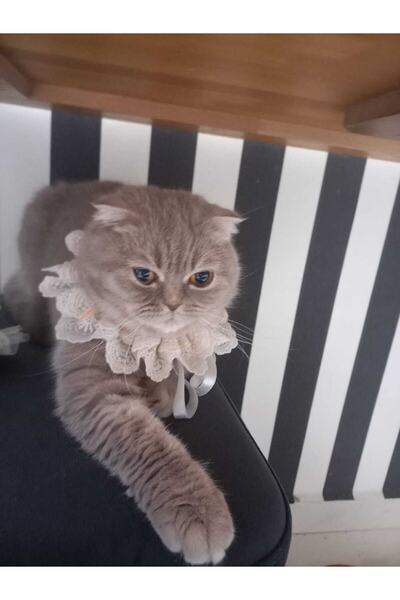 SHERLOCK HOME Kedi Köpek Tasma , Boyunluk