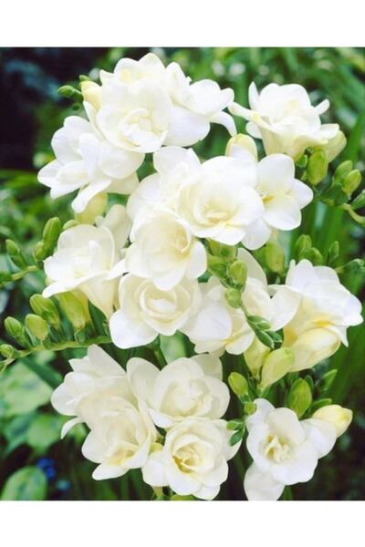 Genel Markalar 4 Adet Beyaz Frezya Çiçeği ( Freesia ) Soğanı Mis Kokulu Katmerli