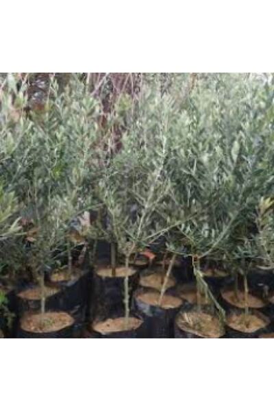 Estemes Botanik 4 Adet Gemlik Zeytin Fidanı (125-150 Cm)