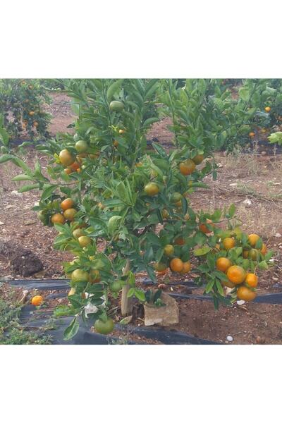damla su çiçek W.murcot Mandalina Fidanı (MANDALİNA AĞACI)tüplü .