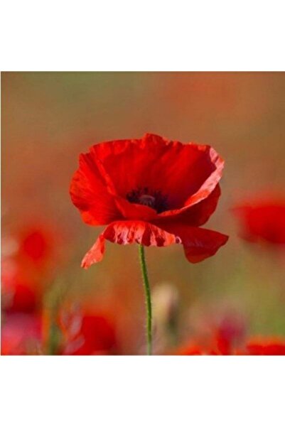 Arzuman Gelincik Çiçeği Tohumu