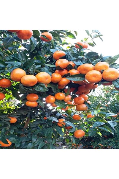 damla su çiçek W. Murcott Mandalina Fidan(MANDALİNA AĞACI) Tüplü Aşılı 2 Yaş (90-110 CM)