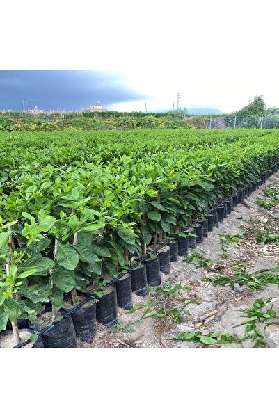 damla su çiçek W. Murcott Mandalina Fidan(MANDALİNA AĞACI) Tüplü Aşılı 2 Yaş (90-110 CM)