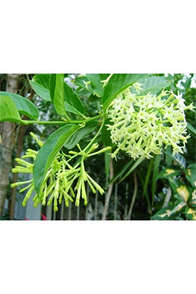 Genel Markalar Tüplü Yoğun Kokulu Melisa Parfüm Çiçeği Fidanı