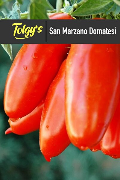 Tolgys San Marzano Domates Tohumu / 5+ Adet Tohum