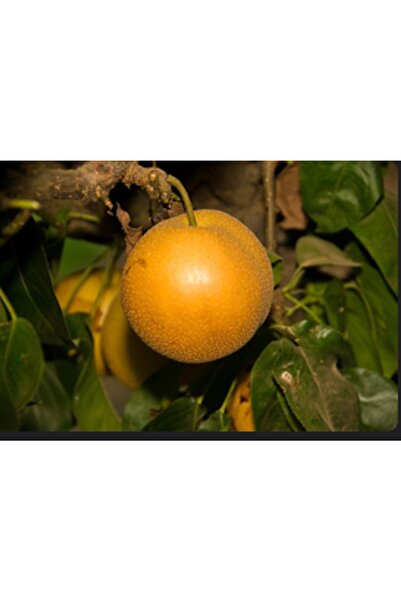 ahalfidan Tüplü Nashi Naşi Japon Armut Fidanı