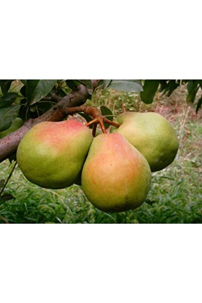ahalfidan Tüplü Iri Meyveli Deveci Armut Fidanı