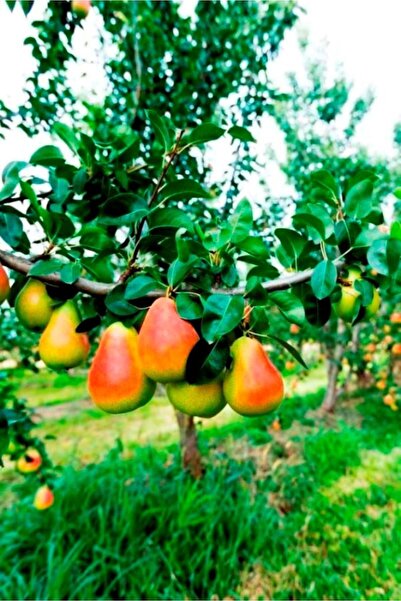 ahalfidan Tüplü Lezzetli Carnem Armut Fidanı