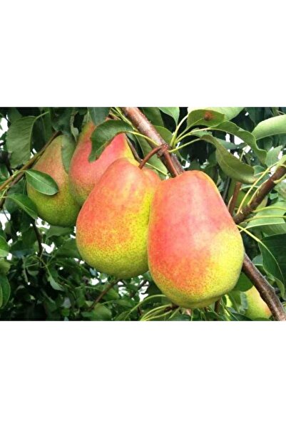 ahalfidan Tüplü Kendine Verimli Etruşka Armut Fidanı