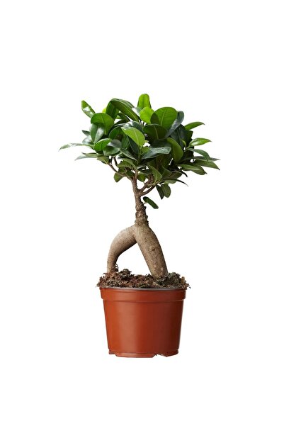 Wallstar Saksıda Canlı Ginseng Bonsai
