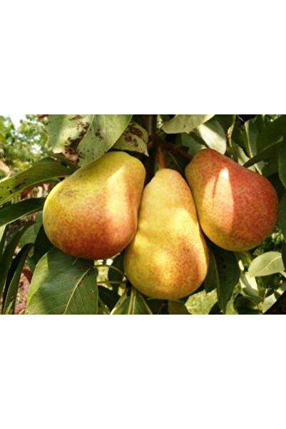 ahalfidan Tüplü Verimi Süper Çeşit Etruşka Armut Fidanı