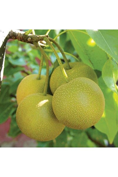 ahalfidan Tüplü Yarı Bodur Nashi Naşi Japon Armut Fidanı