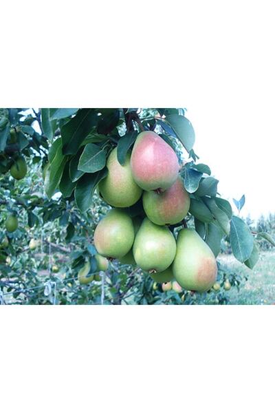 ahalfidan Tüplü Çok Verimli Santa Maria Armut Fidanı