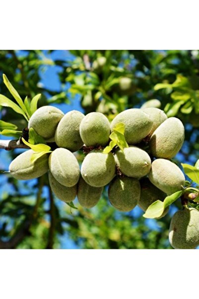 ahalfidan Tüplü Diş Ile Kırılabilen Ferragnes Badem Fidanı