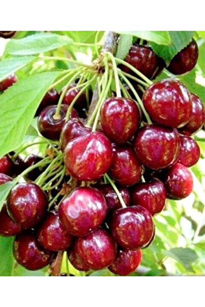 ahalfidan Tüplü Yarı Bodur Verimli North Wonder Kiraz Fidanı