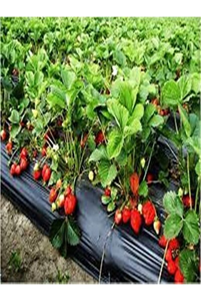 Sfmstore Çilek Naylonu Eni 120 Cm Deliksiz 20 Micron 50 Mt Malc Naylonu