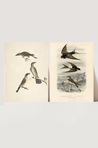 HOME DEKORİSTA Vintage 2'li Kuş Poster, Galeri Duvarı, Sanatsal Baskı