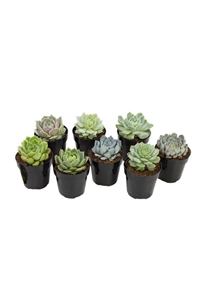 Wallstar Mini Echeveria Eşeverya 1 Adet