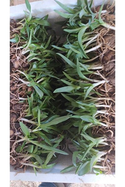 ERVA PEYSAJ Salep Fidesi Yumrusu Arılı Kum Serapies 200 Adet