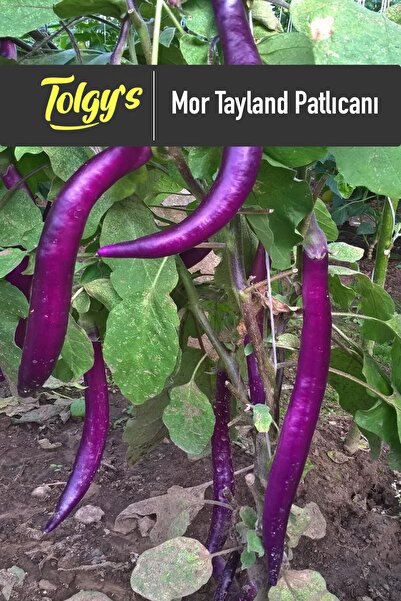 Tolgys Mor Tayland Patlıcan Tohumu / 25+ Adet Tohum
