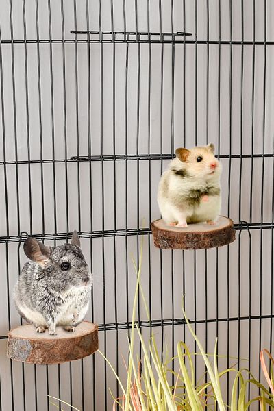 Alyones Bird Perches Stand Toy , Natural Wooden Parrot Perch Stand Bird Cage Branches