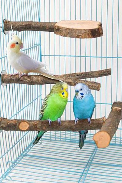 Alyones Pack of 3 Apple Wood Bird Perch Cage, Natural Wood Parrot Perch