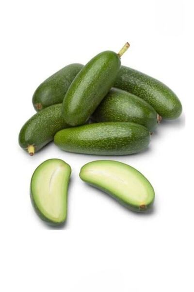 MYANAMUR 500 gr Bebek Avokado