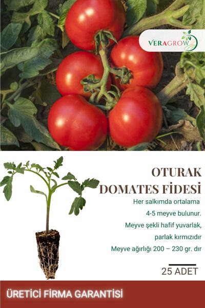 VERAGROW Biolife Fide Hobi Oturak Yerli Domates Fidesi 25 Adet Kaliteli Fide