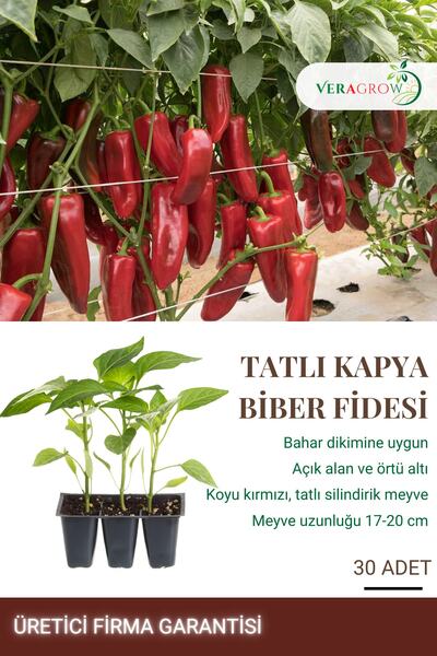 VERAGROW Biolife Fide Tatlı Kapya Biber Fidesi 30 Adet Kaliteli Fide