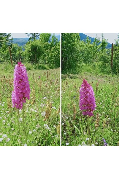 ERVA PEYSAJ Salep Fidesi 100adet Serapies Arılı Kum Salep