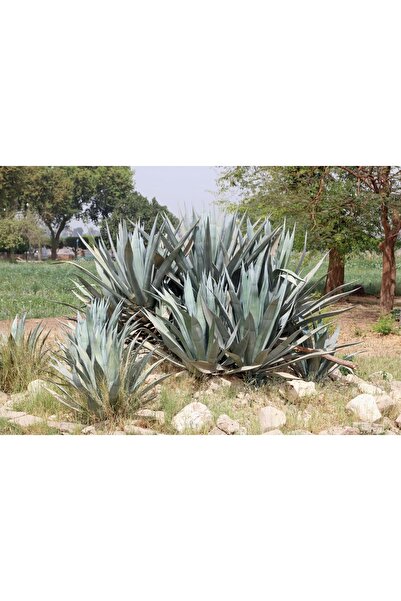 Wallstar Saksıda Agave Americana Amerikan Sabır Ağacı