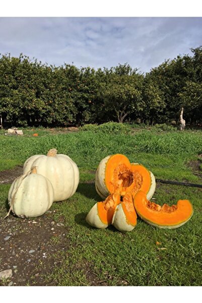 ÇERMİK FİDANCILIK Kış Kabağı Tohumu 10 gr