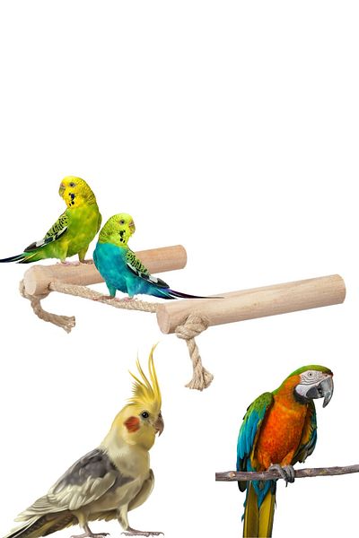 Alyones Tree Rope Bird Perch Jute Rope Perch Set of 2 Length 15 Cm Diameter 20 Mm