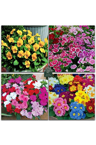 bfalina botanik 40 Adet Karışık Çok Yıllık Çiçek Tohumları (menekşe, Çuha, Cam Güzeli, Bodur Çin Karanfili)