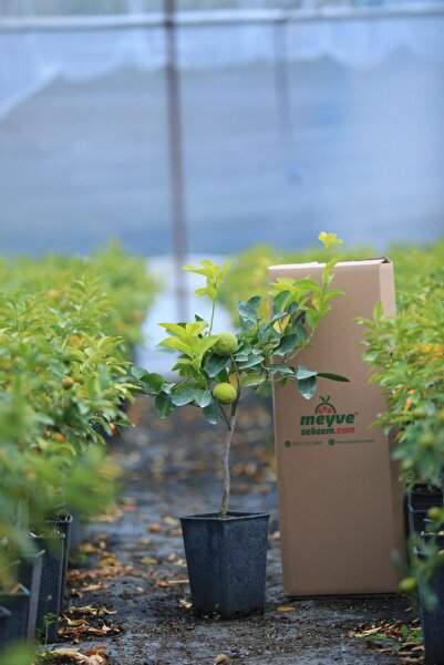 meyvesebzem Saksılı Yediveren Bodur Mayer Limon Meyve Ağacı Fidanı
