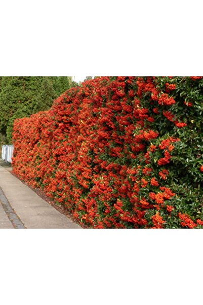 Ekodoğa Ateş Dikeni Tohumu 50 Gr Ateş Dikeni Bitkisi Tohumu Pyracantha Coccin...