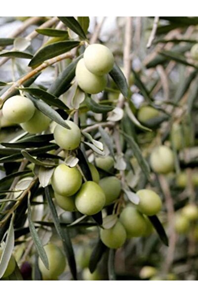 NET TARIM 3 Adet Halhalı Zeytin Fidanı Tüplü Yaş 1-2 Boy 60-80 Cm