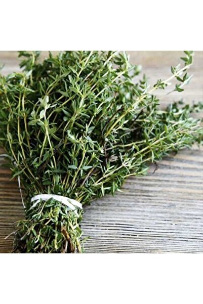 NANDİNA BOTANİK Kekik Fidesi