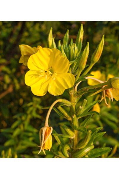 Doğalsan Tarım Ezan Çiçeği Tohumu 1 Paket ( 100 Adet ) Çiçek Tohumu Çiçek Toh...